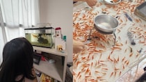 〈金魚すくいが激減？〉都内の祭りで見かけなくなった“縁日の定番”…残った金魚は店じまいの後どこへ行くのか「長生きする金魚はあまり見たことがない」