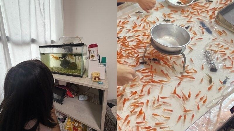 〈金魚すくいが激減?〉都内の祭りで見かけなくなった“縁日の定番”…残った金魚は店じまいの後どこへ行くのか「長生きする金魚はあまり見たことがない」