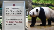 〈パンダ不在で入園者18.7％減〉「ゼロパンダ」から半年…上野動物園で起きた異変と“喪失感”の正体