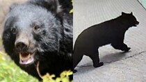 《クマ捕獲でまた…》「殺さないでくれ」「山に逃がせ」役所に電話殺到で担当者は疲弊、“処分して”の声も…いっぽう目撃情報は「昼の時間帯にピタッと止まる状態でした」【2026年6月ニュース記事2位】