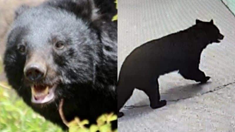 《クマ捕獲でまた…》「殺さないでくれ」「山に逃がせ」役所に電話殺到で担当者は疲弊、“処分して”の声も…いっぽう目撃情報は「昼の時間帯にピタッと止まる状態でした」【2026年6月ニュース記事2位】