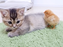 お昼寝したい子猫vs絶対に寝かせたくないひよこ！　睡魔と妨害はどっちが勝つ？→《かわいい攻防戦》の結末に大反響