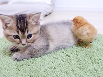 【動画】「全然お昼寝できないwww」→これが子猫vsひよこの「お昼寝」を巡るバトル（？）の結末です！