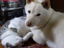 【動画あり】猫「どうすればいいのニャ…」　眠る犬の「枕」になった猫の“困惑”姿が再生回数670万超「面白いw」