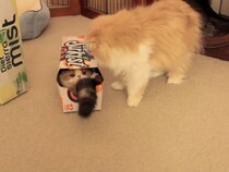 猫パンチの応酬！　箱の中で“液体”になりながら《パンチ》→「倍返し」を食らう猫に爆笑「中毒性がある」