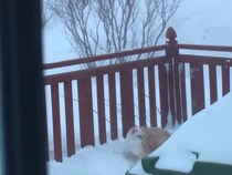 【動画あり】「猫動画で過去イチ笑った」　雪の中でおなかをすかせた猫が選んだ“ごはんへの最短ルート”に驚き＆称賛の声