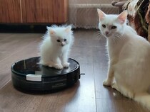 「一体どうなってるのニャ！？」　誇らしげな表情が一変…ロボット掃除機に翻弄される子猫に「かわいい」「勇敢」の声集まる