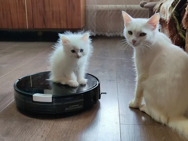 「一体どうなってるのニャ！？」　誇らしげな表情が一変…ロボット掃除機に翻弄される子猫に「かわいい」「勇敢」の声集まる