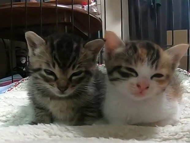 抗えない睡魔vsまだ寝たくない兄妹猫！　《3分間の戦い》の結末に大反響「天使級かわいさ」「癒やされ度200％！」