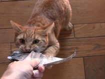 【動画あり】子猫「絶対に…離さないニャ…」　おやつ袋を巡る飼い主さんとの《攻防戦》勃発に「最高」「おやつへの情熱がすごい！」