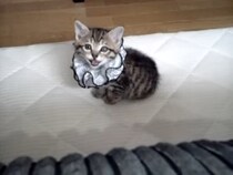 【動画あり】拾われてきたばかりの子猫→《まさかすぎる名前》を呼ばれて返事！　飼い主さんとのやりとりに「かわいすぎる」続出