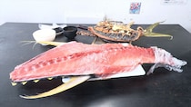 キハダマグロの中落ち500グラム、マグロの頭が“ドーン”！　「食材を切る暇がない」食堂が【オモウマい店】登場