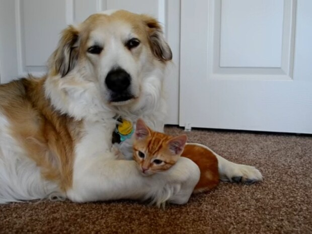 子猫がなぜかタッチしたがる大型犬の《意外なパーツ》→犬の“器デカすぎ”神対応に反響続々「すごい!」