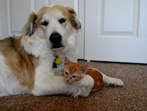 【動画】「思ったよりしっかりタッチしてるwww」→これが犬の舌に「ペタッ」と肉球を当てる（？）子猫の動きです！