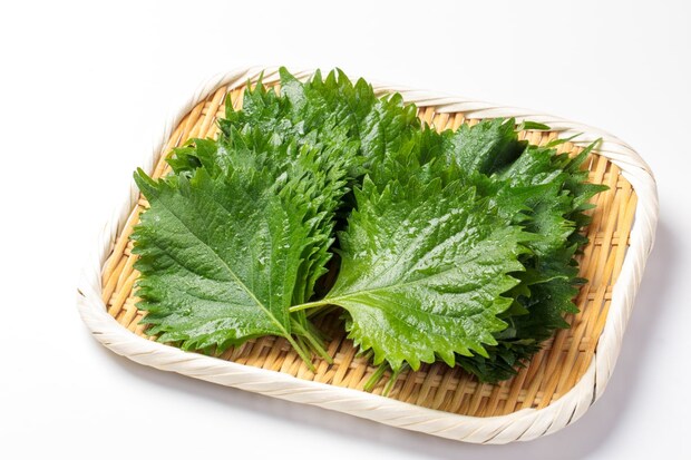 乾燥&傷みに弱い「大葉」が長持ち 上手な“保存法”とは?【JA全農が紹介】