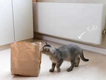 子猫「絶対に食べるのニャ…！」　何としてでも《紙袋の中のおやつ》を食べたい子猫の悪戦苦闘っぷりに「賢い！」続出