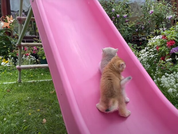 「愛らしすぎるだろ」　滑り台を《登りたいのに登れない》子猫2匹のチャレンジが思わず応援したくなる