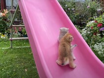 【動画】「滑り落ち方がきれいでかわいいwww」→これが「滑り台を登り切ろう」と頑張る子猫2匹の動きです！