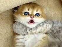 【動画あり】じたばた子猫をがっちりホールド！　母猫が見せた愛情たっぷりの《完璧グルーミング》に大反響