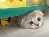 【動画あり】子猫2匹が《ベッドの下》でかくれんぼ！　狭い隙間から“顔だけ登場”する姿に「かわいすぎ」続出