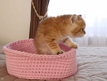 【動画】キョトン顔がかわいすぎるんだが……！→これが自分をまねする《鏡の中の猫》に気付いて「？？？」だらけの子猫の動きです！