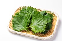 【豆知識】乾燥＆傷みに弱い「大葉」が長持ち　上手な“保存法”とは？【JA全農が紹介】