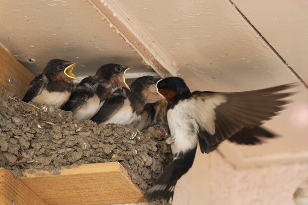 自宅敷地内に「ツバメの巣」…“ふん害”ひどくても、勝手に撤去すると違法！？【弁護士解説】