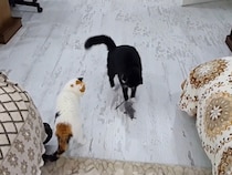 何が猫を夢中にさせるのか…“獲物”を追ってジャンプしまくる黒猫＆冷静すぎる三毛猫の《温度差》がすごい