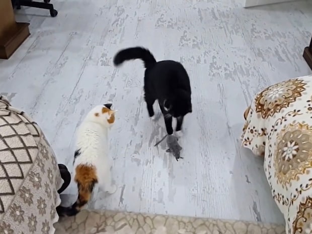 何が猫を夢中にさせるのか…“獲物”を追ってジャンプしまくる黒猫＆冷静すぎる三毛猫の《温度差》がすごい