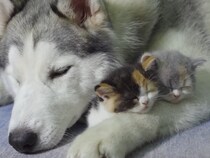 最高の「ベビーシッター犬」現る！　5匹の子猫を優しく見守るハスキー犬の《献身的なお世話》に大反響「まるで本当の母親」