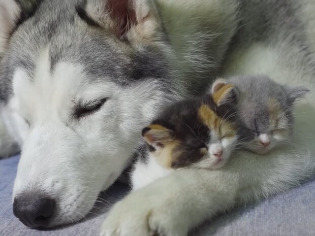 最高の「ベビーシッター犬」現る！　5匹の子猫を優しく見守るハスキー犬の《献身的なお世話》に大反響「まるで本当の母親」
