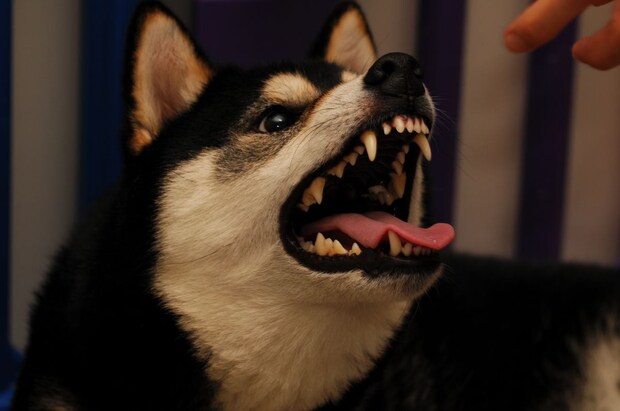 飼っている犬が「他人をかんだ」ら、飼い主は逮捕されてしまうのか【弁護士が回答】