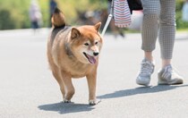 【要注意】意外すぎる「皮」も絶対ダメ！ これが「犬猫が食べたら危険なもの」です（11例）