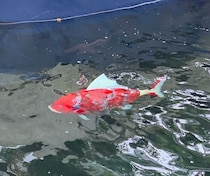 くら寿司の“魚型ロボット”とは？　ベールに包まれた“謎”を直撃！　泳ぐ姿も！