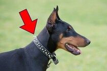 【マジか】犬の首輪に付いている「トゲトゲ」は何のため？→実は「単なる飾り」じゃなかった！