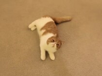 【動画】「回転する度にこっちを見てくれる……！」→これが《喉ゴロゴロ》で楽しそうに回転し続ける「パンケーキ」ちゃんの動きです！