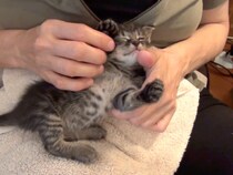 【動画あり】「地球上で一番かわいい生き物」　飼い主の手の中で《熟睡モード》へ突入する子猫が“胸キュン”すぎて大反響