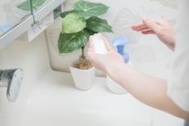 インフル流行…手洗い時、ハンドソープ付ける前に手をぬらすorぬらさない？　医師に“正しい手順”を聞く