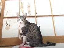 「なんてかわいい破壊神」　猫さんが《障子の張り替え》を楽しそうにお手伝い！　“やりたい放題やる”姿に大反響