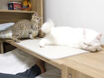 【動画あり】やんちゃな新入り猫vs“激おこ”先住猫！　ふわふわのしっぽを巡る《かわいすぎるバトル》の結末は？