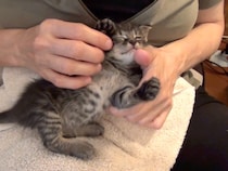 【動画あり】「地球上で一番かわいい生き物」　飼い主の手の中で《熟睡モード》へ突入する子猫が“胸キュン”すぎて大反響