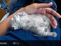 【動画】「ナデナデ気持ちよさそう〜！」→これが「ばんざい」しながら“とろ〜ん”状態になる赤ちゃん猫の《至福の表情》です！