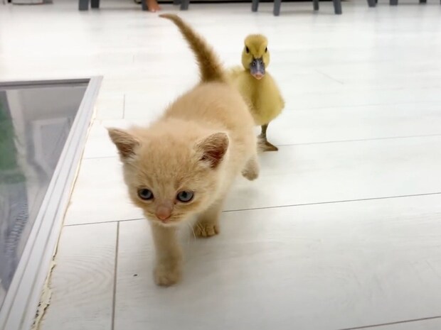 自由気ままに進む子猫、ひたすら追いかけるアヒル！　なぜか一緒に行動する《異色コンビ》に反響続々「なんてかわいいんだ」