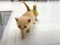 【動画】子猫の横に座って一安心…と思いきやwww　これが、やっぱりスタスタ歩いていく子猫を追うアヒルの姿です！