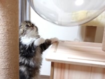 【動画】「分かったニャッ！」の声が聞こえてきそう→これがボールを取る方法を思いついた「エル」の“ひらめきの瞬間”です！