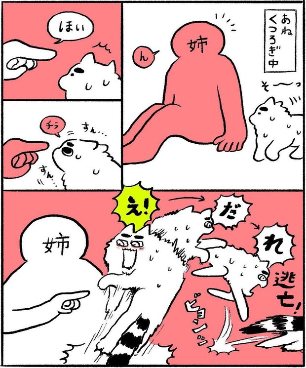 【ねこ漫画】帰国中の姉のアプローチにビビりまくり!? 見慣れない人に戸惑う猫の「絶妙な距離感」が笑える