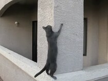 まるで忍者！？　直角の壁をスイスイ登っていく猫の《身体能力》に称賛の声「すごすぎる」