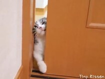 【動画あり】「世界で一番かわいい顔」　ドアの隙間から中に入りたがる子猫たちの《必死の表情》に大反響