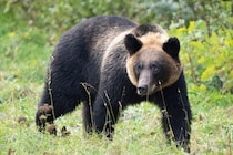 「なぜ警察はクマを撃たないんだ」　SNSに広がる疑問の声…実は《警察官がクマを撃てない》明確な理由があった【元刑事が解説】