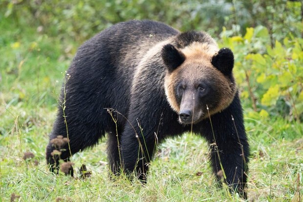 「なぜ警察はクマを撃たないんだ」　SNSに広がる疑問の声…実は《警察官がクマを撃てない》明確な理由があった【元刑事が解説】